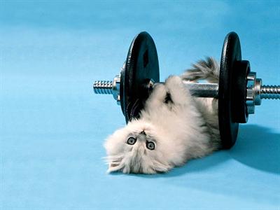 -x-funny-kitten-lifting-weights