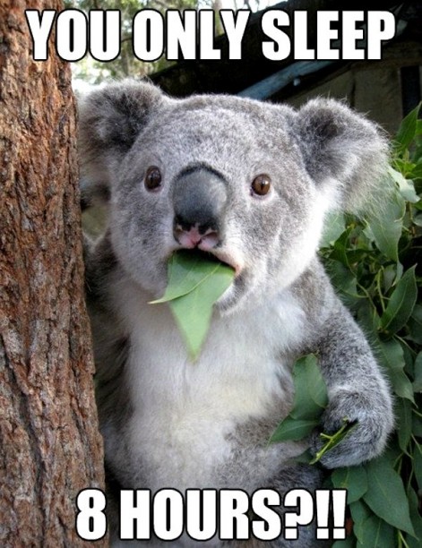 you-only-sleep-8-hours-Cant-Believe-It-Koala-meme