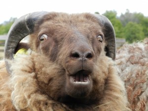 505e3b292d3a5186_large_medium