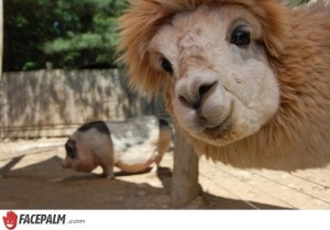 animal-photobomb-20998_w