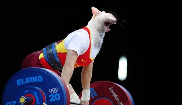 cat-olympics-weight-lifting